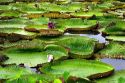 Vitoria Regis, giant water lilies in the Amazon jungle near Manaus, Brazil.