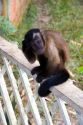 A capuchin monkey at a lodge in the Amazon jungle near Manaus, Brazil.