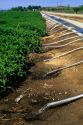Furrow irrigation of a mint field using siphon tubes to transport the water from the irrigation canal to the furrows in the field, Idaho.