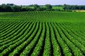 Soybean field in Waterville, Minnesota.