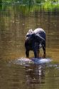 A moose eating vegetation in the Payette River in Valley County, Idaho.