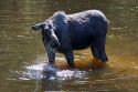 A moose eating vegetation in the Payette River in Valley County, Idaho.