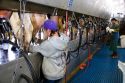 Workers at a modern dairy in Idaho.