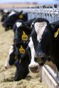 Holstein cows at a Dairy in Elmore County, Idaho.