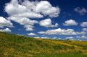 Yellow wildflowers on a hillside near Harrison, Idaho.