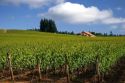 A vineyard near McMinnville, Oregon.