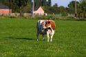 Cows graze on a farm in northern Belgium.