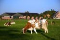 Cows graze on a farm in northern Belgium.