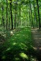 Effigy Mounds at Lizard Mound Park at West Bend, Wisconsin.
