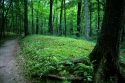 Effigy Mounds at Lizard Mound Park at West Bend, Wisconsin.