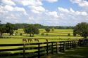 Thoroughbred horse farm in Marion County, Florida.