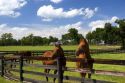 Thoroughbred horse farm in Marion County, Florida.