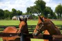Thoroughbred horse farm in Marion County, Florida.