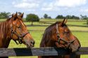 Thoroughbred horse farm in Marion County, Florida.