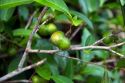 Yerba Mate tea crop close up in Argentina.
