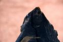 A piece of black obsidian near Teotihuacan in the State of Mexcio, Mexico.