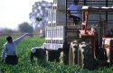 Broccoli harvest in the Imperial Valley of California.