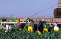 Broccoli harvest in the Imperial Valley of California.