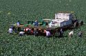 Broccoli harvest near Santa Maria, California.