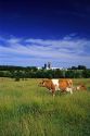 Dairy cows graze in a pasture near Hannibal, Missouri.