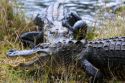 American Alligators in Everglades National Park, Florida.