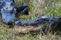 American Alligators in Everglades National Park, Florida.