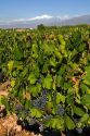 A vineyard with the Andes Mountain Range in the background near Mendoza, Argentina.