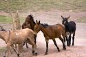 Mules and horse used for packing in the Andes Mountain Range, Argentina.