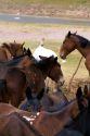 Mules and horse used for packing in the Andes Mountain Range, Argentina.