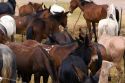 Mules and horse used for packing in the Andes Mountain Range, Argentina.