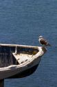 A gull sits on the bow of a boat at Concon, Chile.