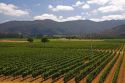 Veramonte vineyard near Santiago, Chile.
