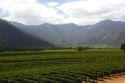 Veramonte vineyard near Santiago, Chile.