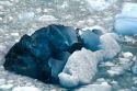 Blue ice from the Perito Moreno Glacier located in the Los Glaciares National Park in the south west of Santa Cruz province, Patagonia, Argentina.
