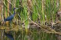 Little Blue Heron among saw grass in Everglades National Park, Florida.