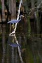 Tricolored heron in Everglades National Park, Florida.