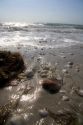 Seashells on the beach at Sanibel Island on the Gulf Coast of Florida.