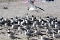 Laughing Gulls on the beach at Sanibel Island on the Gulf Coast of Florida.