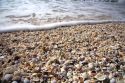 Seashells on the beach at Sanibel Island on the Gulf Coast of Florida.