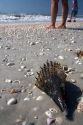 Seashells on the beach at Sanibel Island on the Gulf Coast of Florida.
