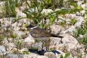 Killdeer bird in Galveston, Texas.