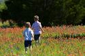 Two young boys run through a field of Indian Paintbrush and Bluebonnet wildflowers in Washington County, Texas. MR