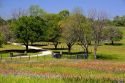 Field of wildflowers in Washington County, Texas.