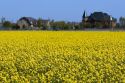 Yellow flowering rapeseed also known as canola in Canyon County, Idaho.