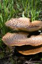 Dryad's Saddle wild fungi growing on the forest floor in Eaton County, Michigan.