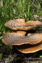 Dryad's Saddle wild fungi growing on the forest floor in Eaton County, Michigan.