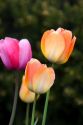 Tulip flowers.