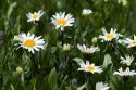 White Rayed Mules Ear wildflowers growing in the Sawtooth Valley near Stanley, Idaho.