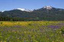Meadow of Camas Lily wildflowers below Snowbank Mountain in Round Valley, Idaho.