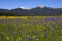 Meadow of Camas Lily wildflowers below Snowbank Mountain in Round Valley, Idaho.